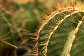 The spiky cacti Range