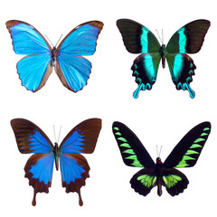 Butterfly tropical set: Morpho menelaus, Brasil; Papilio blumei; Papilio ulysses, Papua new Guinea; Trogonoptera brooklana, Malaysia. isolated on white background