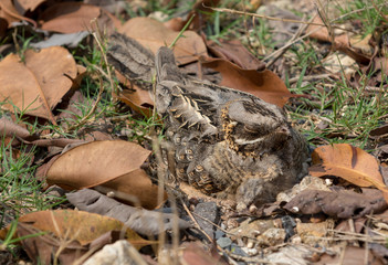Large-tailed Nightjar; Caprimulgus macrurus