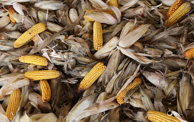 corn cobs with beautiful corn seeds after harvest