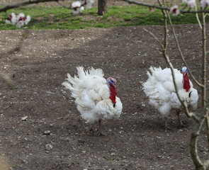 white turkeys reared in a farm