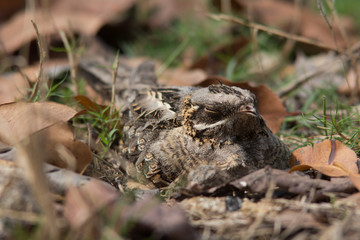 Large-tailed Nightjar; Caprimulgus macrurus