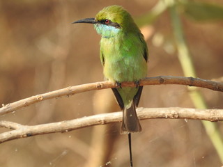 The green bee-eater (Merops orientalis)