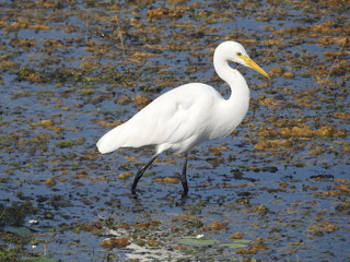 Intermediate Egret (Ardea intermedia)