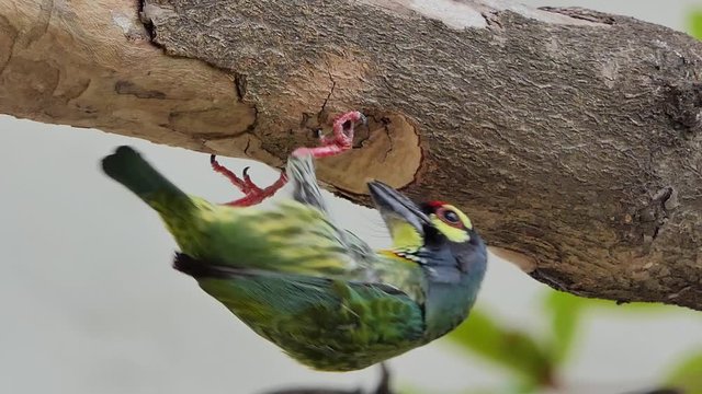 Coppersmith barbet Bird (Megalaima haemacephala) drilling the wood hollow for new nest in tropical rain forest.