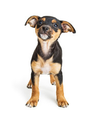 Cute Small Breed Puppy on White