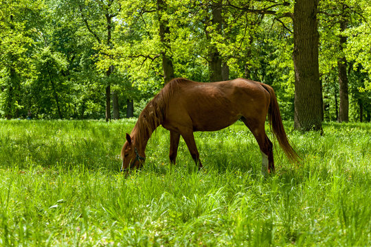 Horse in spring pasture. The horse eating the green grass at the spring meadow