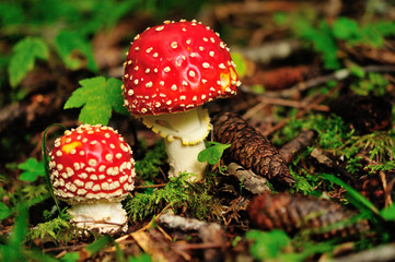 Fly agaric mushroom (Amanita muscaria)