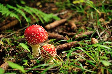 Fly agaric mushroom (Amanita muscaria)