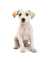Cute White Puppy Sitting Looking at Camera