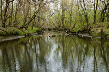 Fototapeta na wymiar River in green forest on spring
