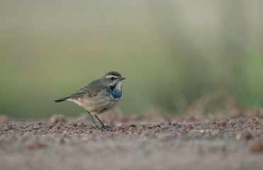 Bluethroat, Luscinia svecica
