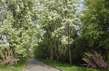 beautiful spring landscape