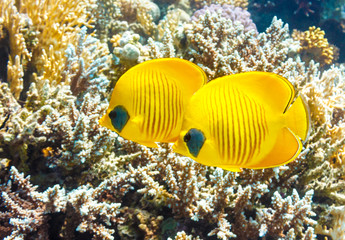 Pair of Masked butterflyfish on a coral reef of the red sea.