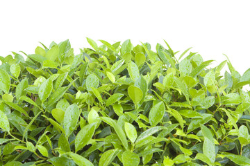Garden croton or variegated laurel isolate on white background.