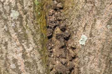 photo background texture