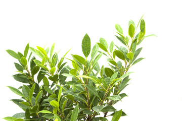 Garden croton or variegated laurel isolate on white background.