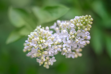 Close up of white lilac flowers on a green bush. Macro photo with shallow depth of field and soft focus.