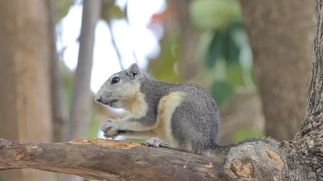 Squirrel, Callosciurus erythraeus, eating food on tree in tropical rain forest.