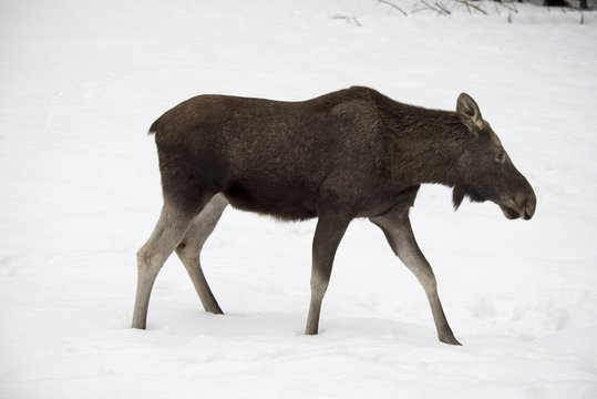 Elchkuh im Schnee