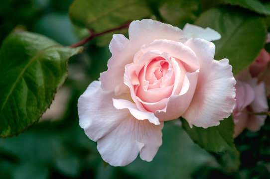 Pale pink rose blooming in the garden.