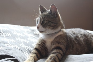 Search Photos Domestique