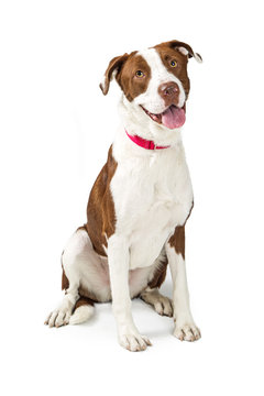 Fototapeta Happy Obedient Large Mixed Breed Dog