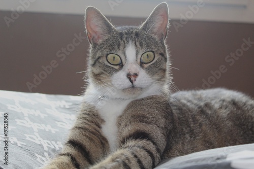 Chat Europeeun Tigré Gris Noir Et Blanc Stock Photo And