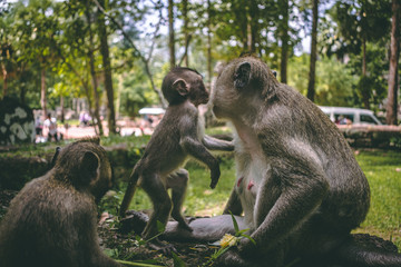 Macaque family in Cambodia
