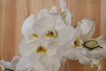 Fototapeta na wymiar Blooming orchid on a light wooden background.