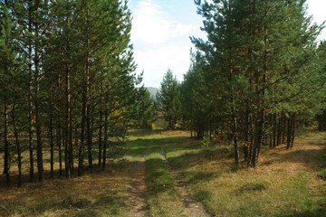 Obraz premium Autumn landscape