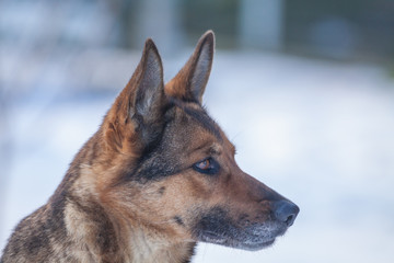 Deutscher Schäferhund im Schnee