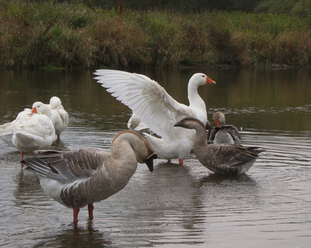 Geese bathhing in a river