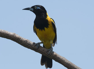 Baltimoretrupial  Icterus galbula