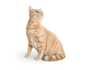 Orange Shorthair Tabby Cat Looking Up