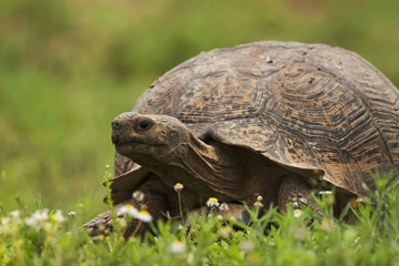 Obraz premium Leopard Tortoise, Stigmochelys pardalis, portrait of reptilian, Addo Elephant Park, South Africa