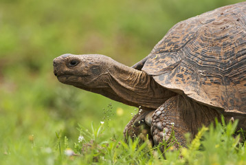 Leopard Tortoise, Stigmochelys pardalis, portrait of reptilian, Addo Elephant Park, South Africa