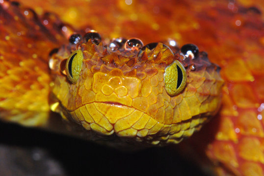 Atheris squamigera red