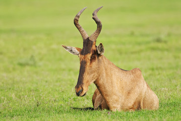 Red Hartebeest, Alcelaphus buselaphus, antelope, adult, South Africa