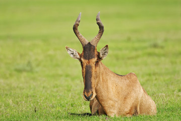 Red Hartebeest, Alcelaphus buselaphus, antelope, adult, South Africa
