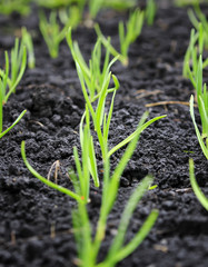 the first shoots of young green onions grow in the spring garden