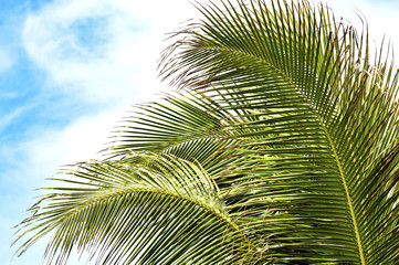 Palm frond against blue sky in Vietnam