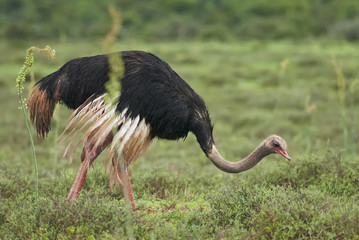 Ostrich, Struthio camelus, Addo Elephant Park, South Africa