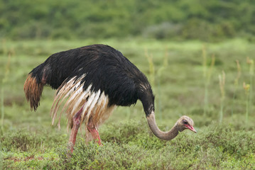 Ostrich, Struthio camelus, Addo Elephant Park, South Africa