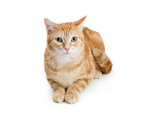 Fototapeta na wymiar Pretty Orange Tabby Cat Lying on White