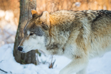 Winter Grey Wolf