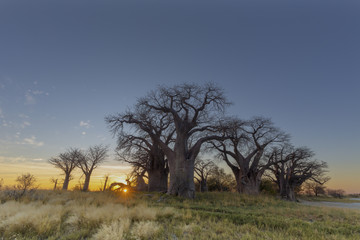 Sunrise at Baines Baobab's