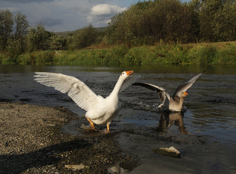 Geese bathhing in a river