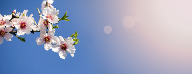 Spring forward, springtime concept - pink flowers web banner or mother's and women's day greeting card idea