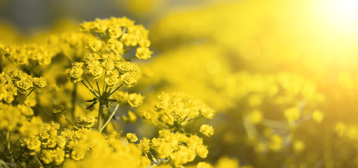 Fototapeta premium Springtime, spring forward concept - web banner of yellow flowers with copy space